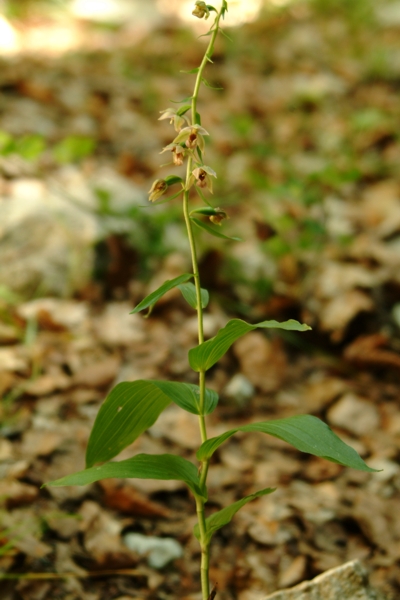 Epipactis helleborine